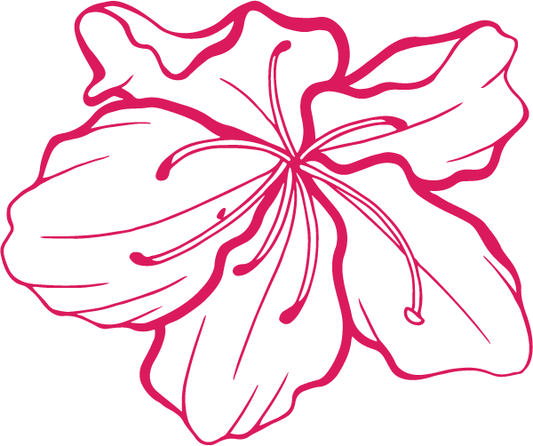 Pink azalea flower graphic
